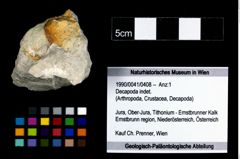 Foto (Objekt + Etikett) von Decapoda indet.  (NHMW-GEO-1990-0041-0408)